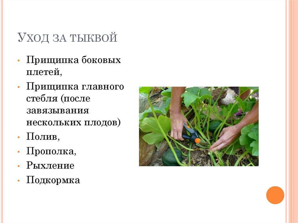 Прищипывание и уход за тыквой в открытом грунте: как ее правильно формировать, схема как обрезать