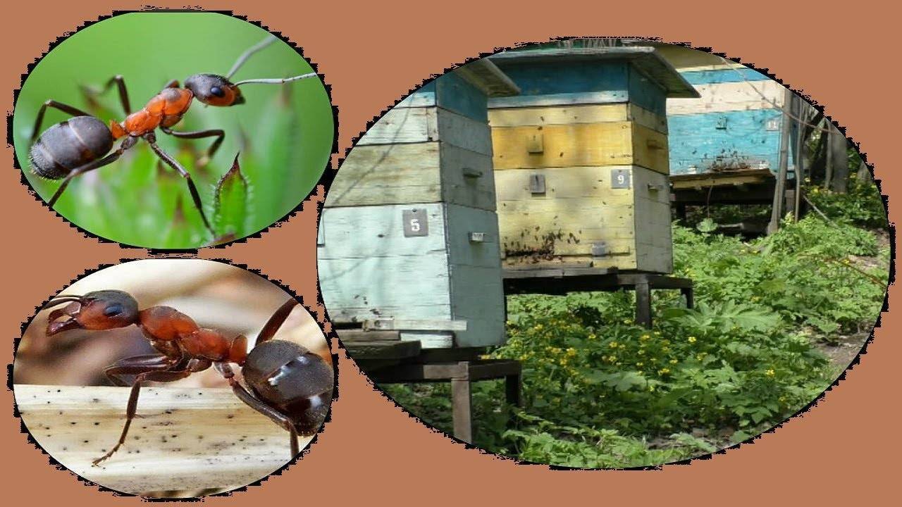 Борьба с осами на пасеке – как спасти пчелиные семьи