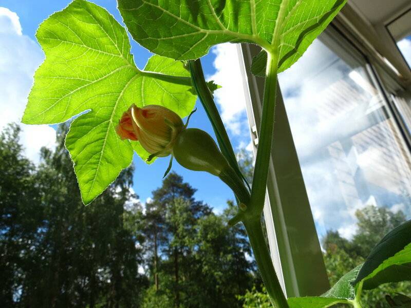 Выращивание тыквы в условиях квартиры в горшке: посадка, уход, фото