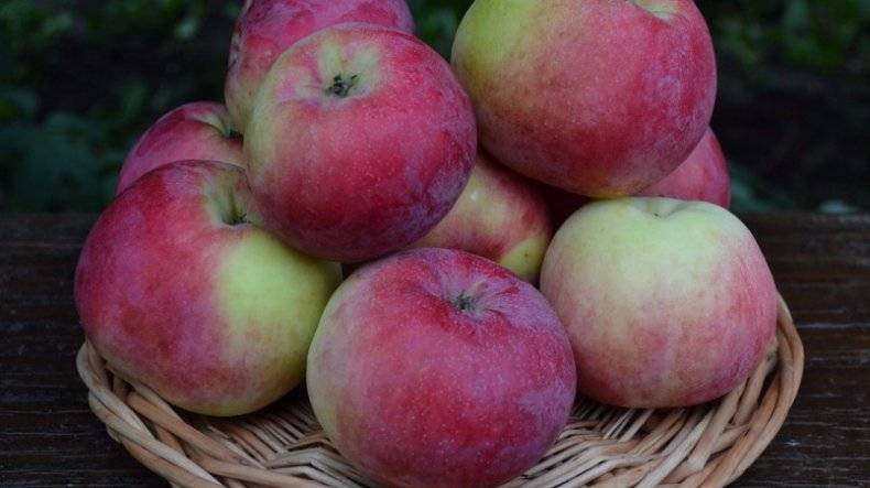 Яблоки «анис»: описание и фото свердловского, алого, полосатого и других сортов, особенности выращивания, посадки и прочие нюансы