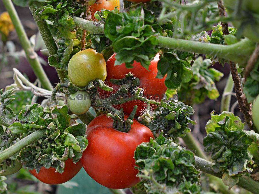 Описание томата палка - экзотический американский сорт