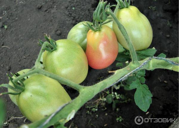 Томат "обские купола": описание и характеристики сорта гибридных помидор русский фермер