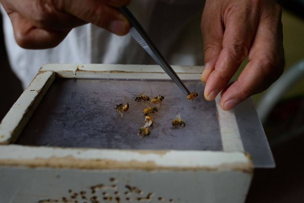 Дымовая пушка варомор для обработки пчел: инструкция и растворы