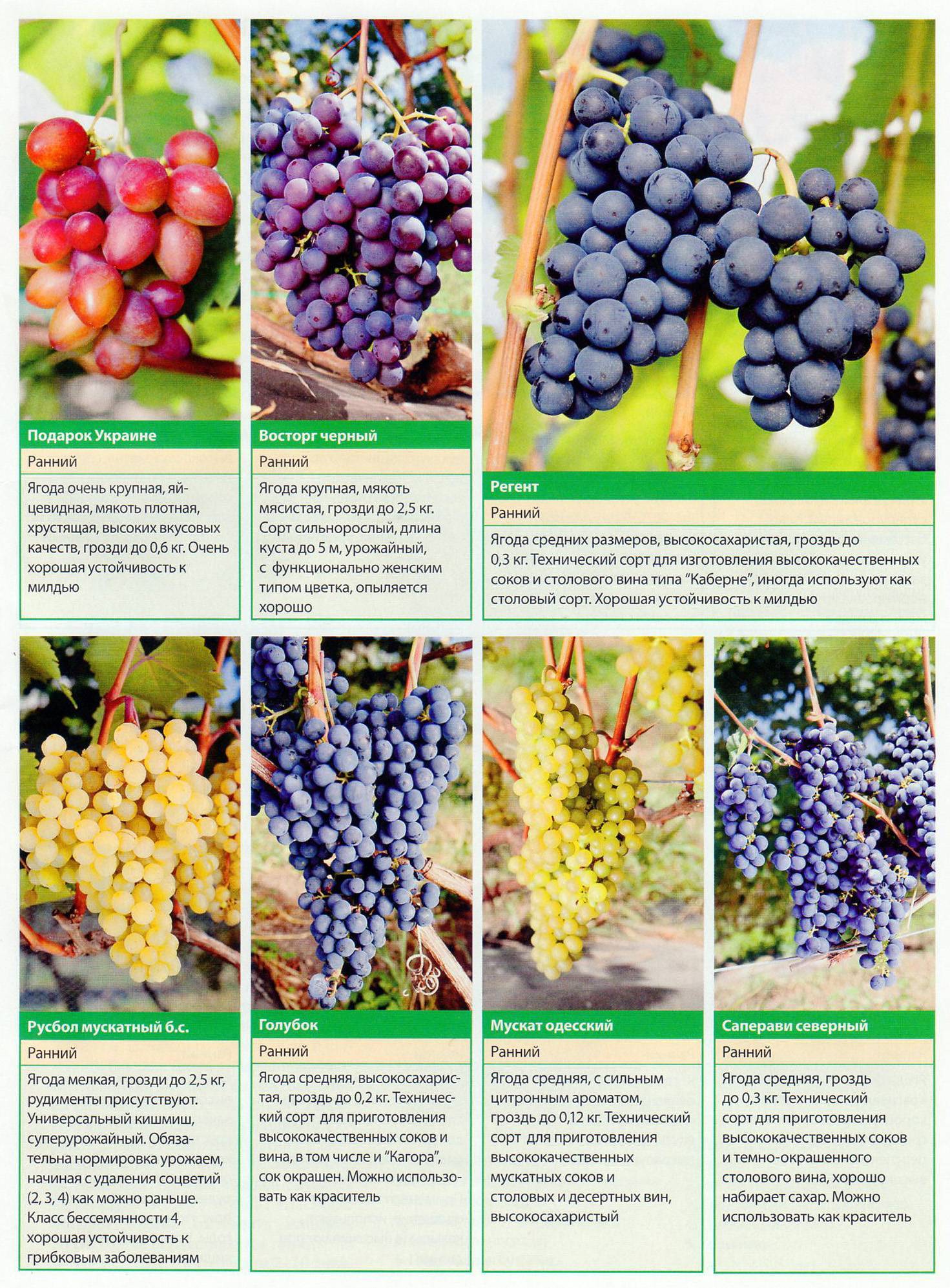 Сорта винограда — их характеристики и описание