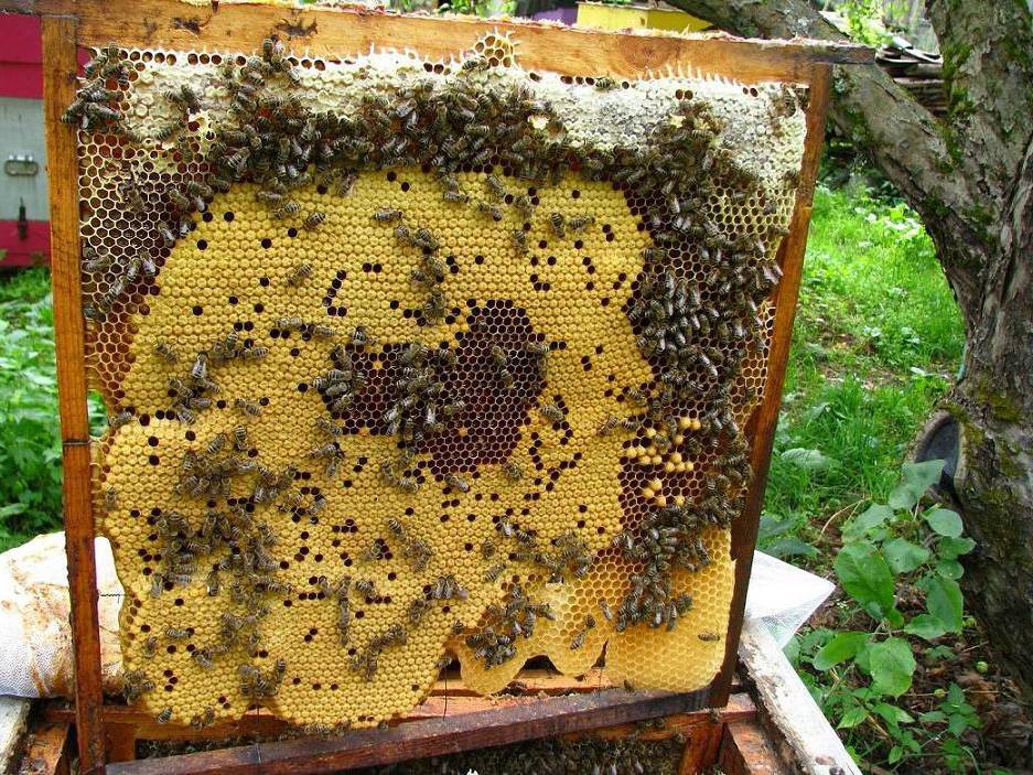 Сколько меда дает один улей за сезон и за год? факторы которые влияют на производительность пчёл?
