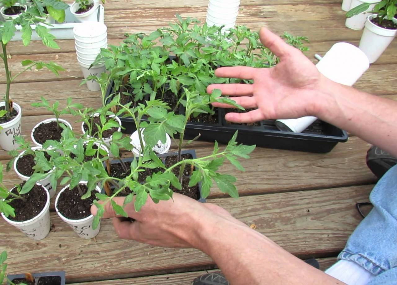Высадка рассады помидор в открытый грунт: правила, схемы, последующий уход