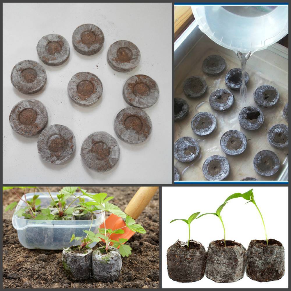 Посадка томатов в торфяные таблетки - сажаем и выращиваем рассаду