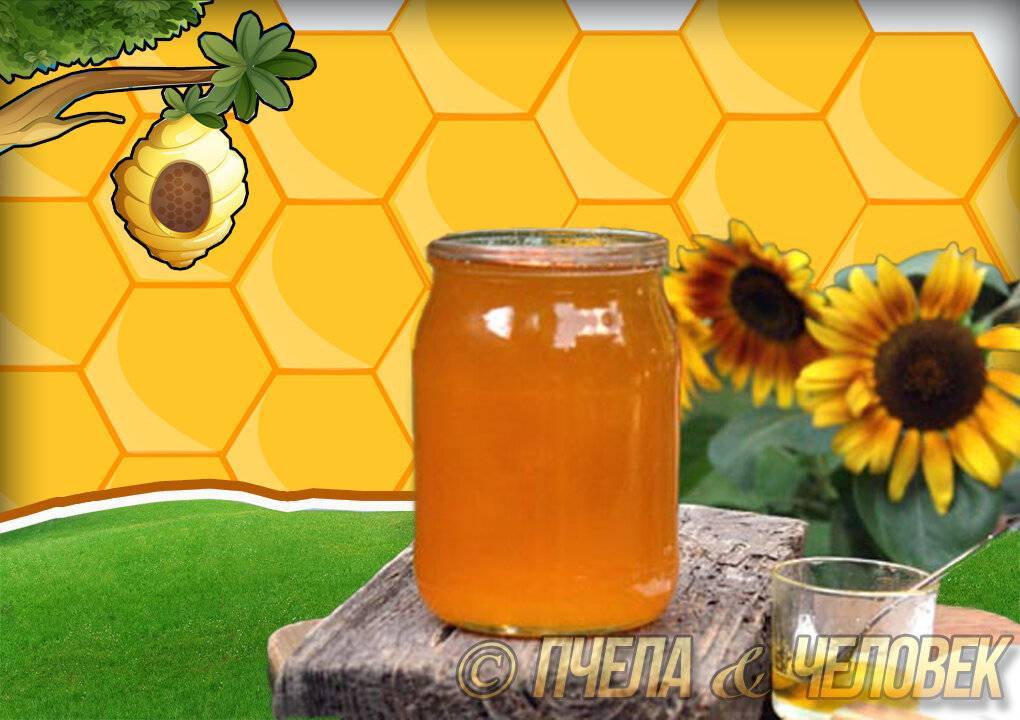 Мед подсолнечника, состав, цвет, вкус, его свойства.