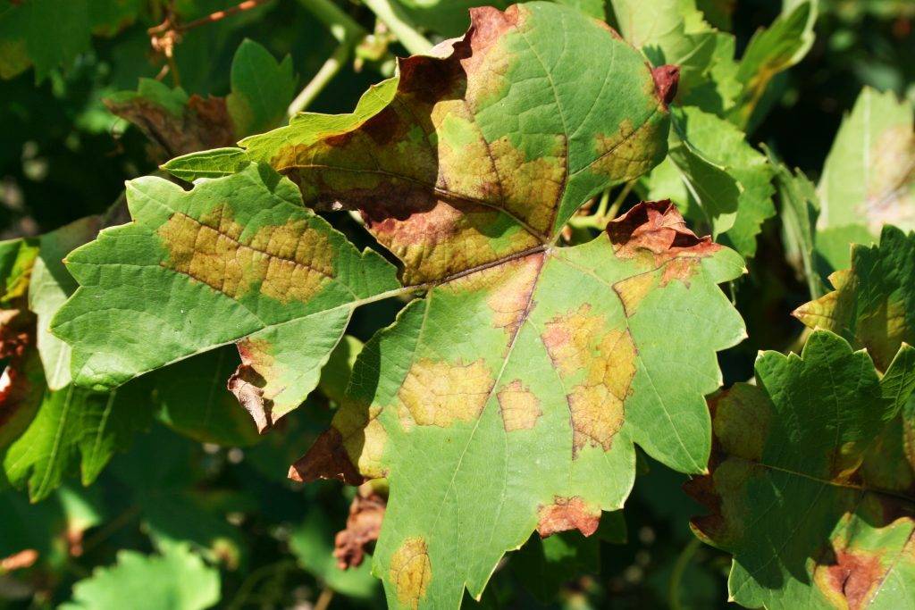 Коричневые пятна на листьях винограда фото