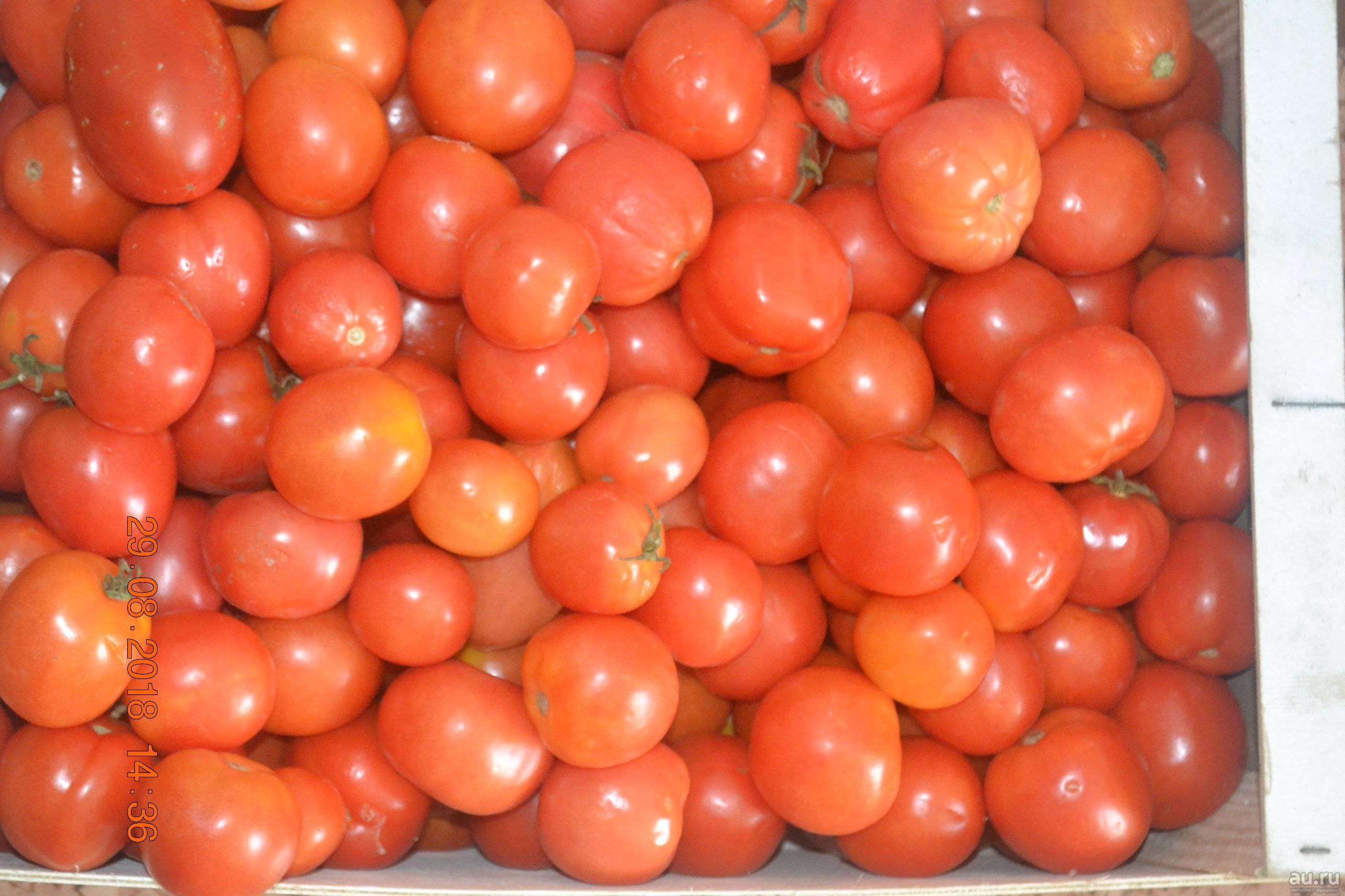 Засолочные сорта томатов: описание, отзывы, фото