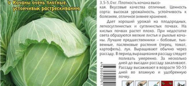 ᐉ капуста агрессор: описание сорта, выращивание, плюсы и минусы, фото - zookovcheg.ru