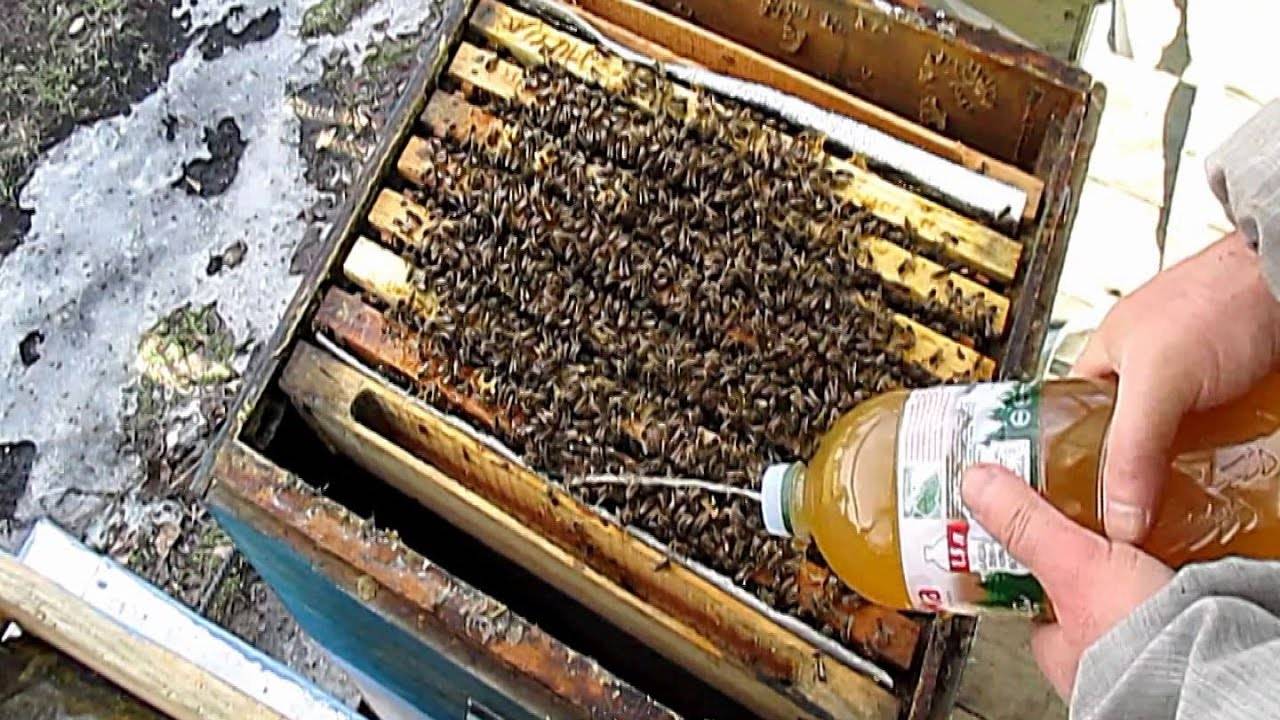 Сколько меда нужно оставлять пчелам на зиму |