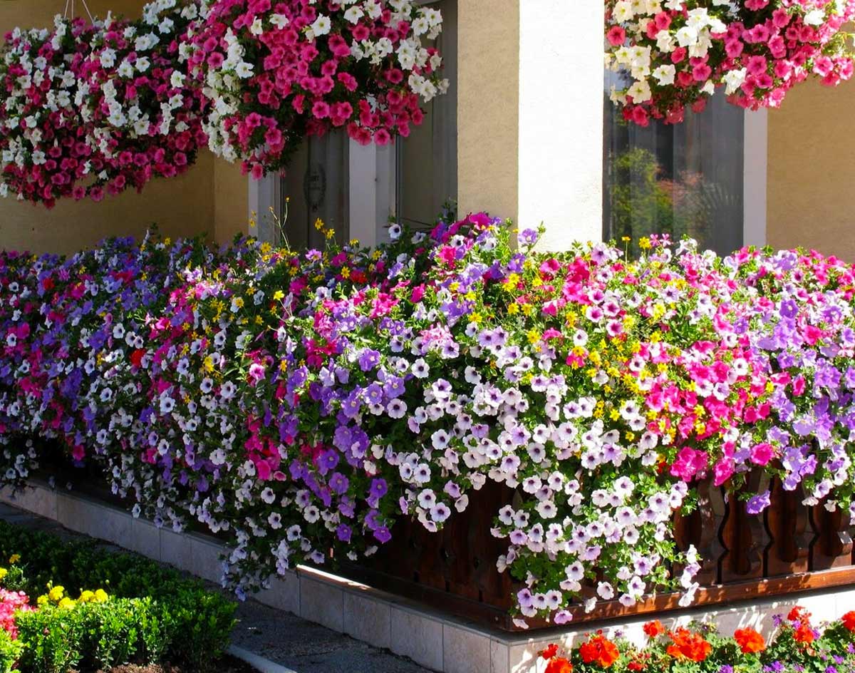 Какие цветы посадить на балконе, чтобы цвели все лето? - огород, сад, балкон
 - 1 апреля
 - 43556471472 - медиаплатформа миртесен