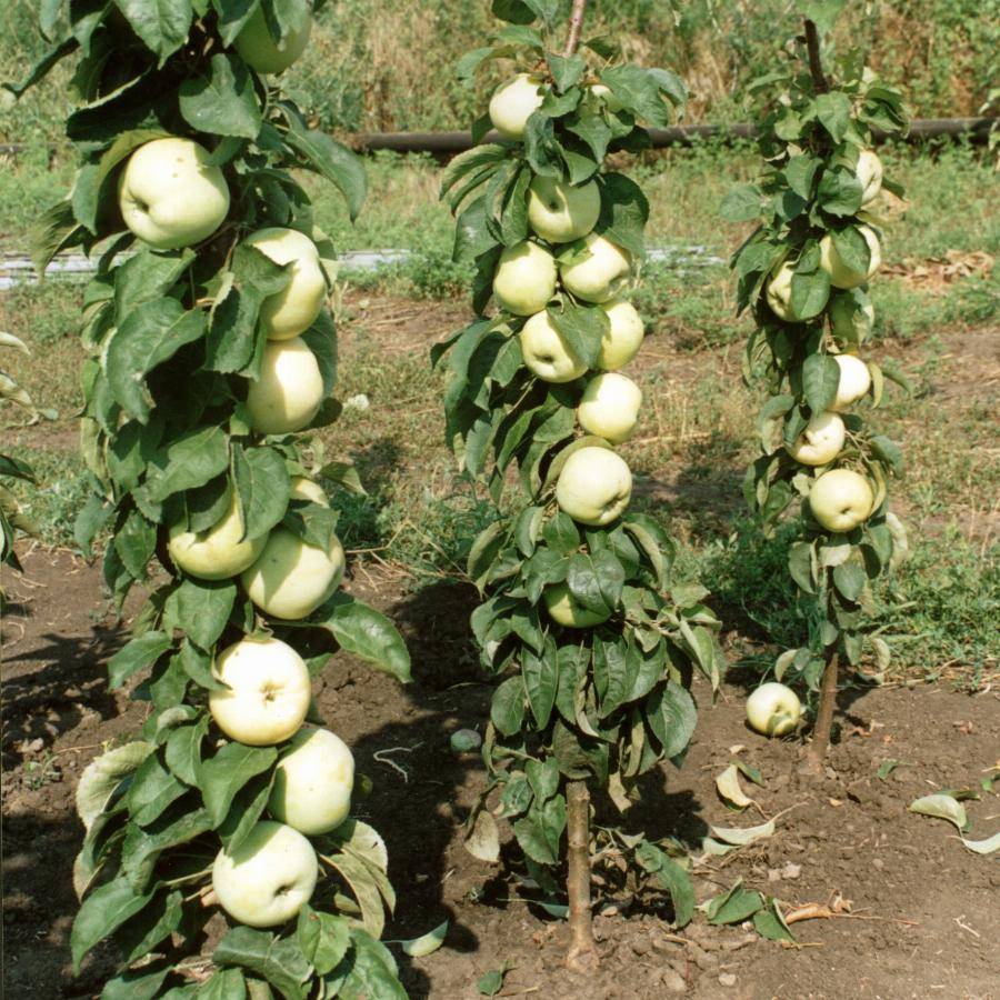 Сорт яблони икша (колоновидная): фото, отзывы, описание, характеристики.