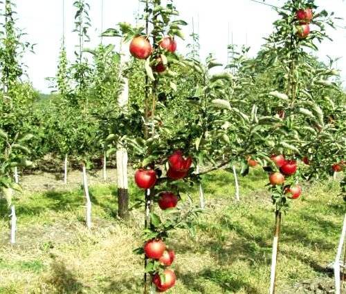 Карликовые яблони: описание сортов, посадка и уход