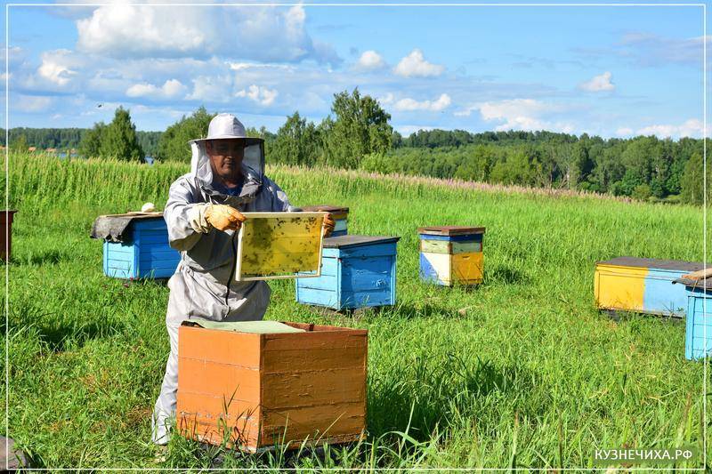 Весенние работы на пасеке с пчелами