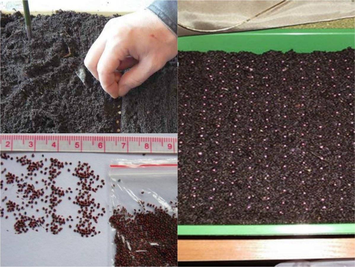 Выращивание рассады клубники из семян в домашних условиях