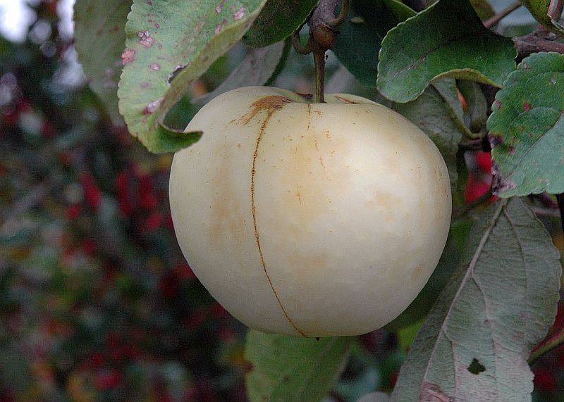 Сорт яблони татьянин день описание сорта