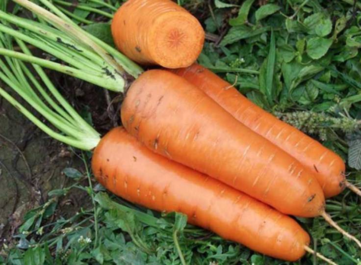 Характеристика и урожайность сорта моркови канада