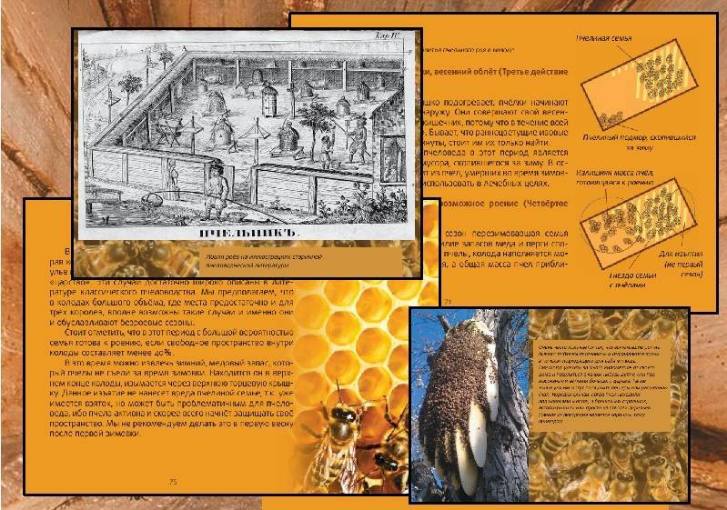 Колодное пчеловодство и история его развития