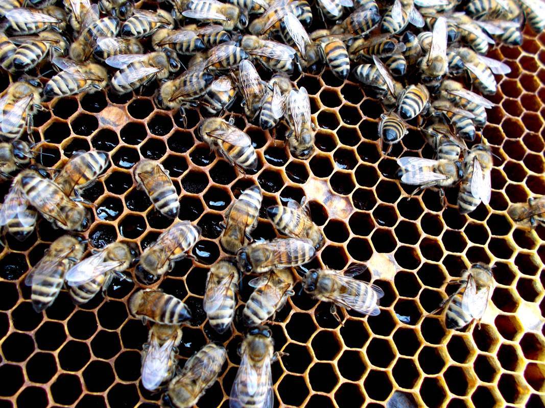 Основные характеристики и возможности украинской степной породы пчел