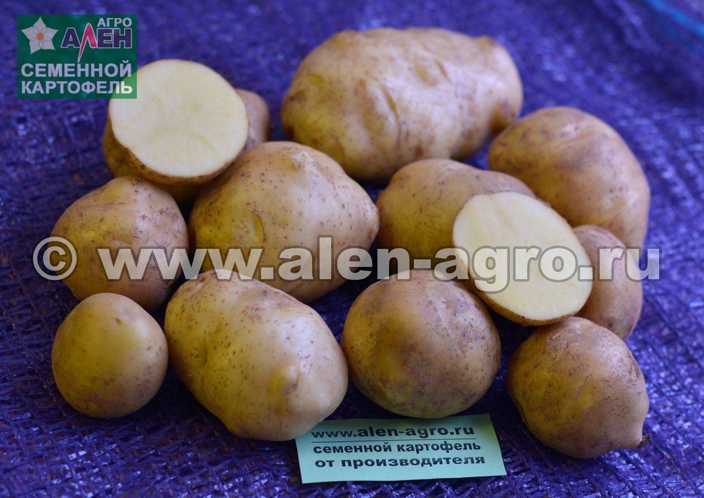Картофель колобок: характеристика, описание и фото сорта, особенности выращивания, уход, болезни и вредители этой разновидности картошки