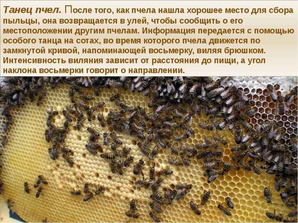 Танцы пчёл. мир животных. том 5 [рассказы о насекомых]