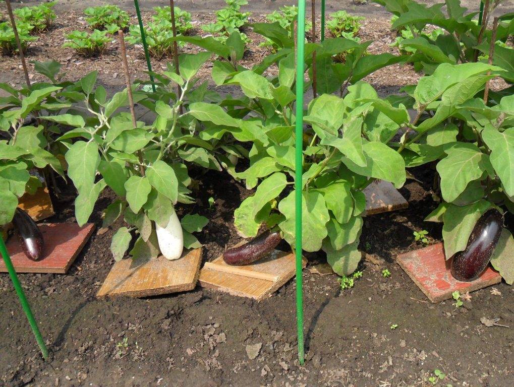 Правильное выращивание баклажанов - рассада, удобрение, грунт