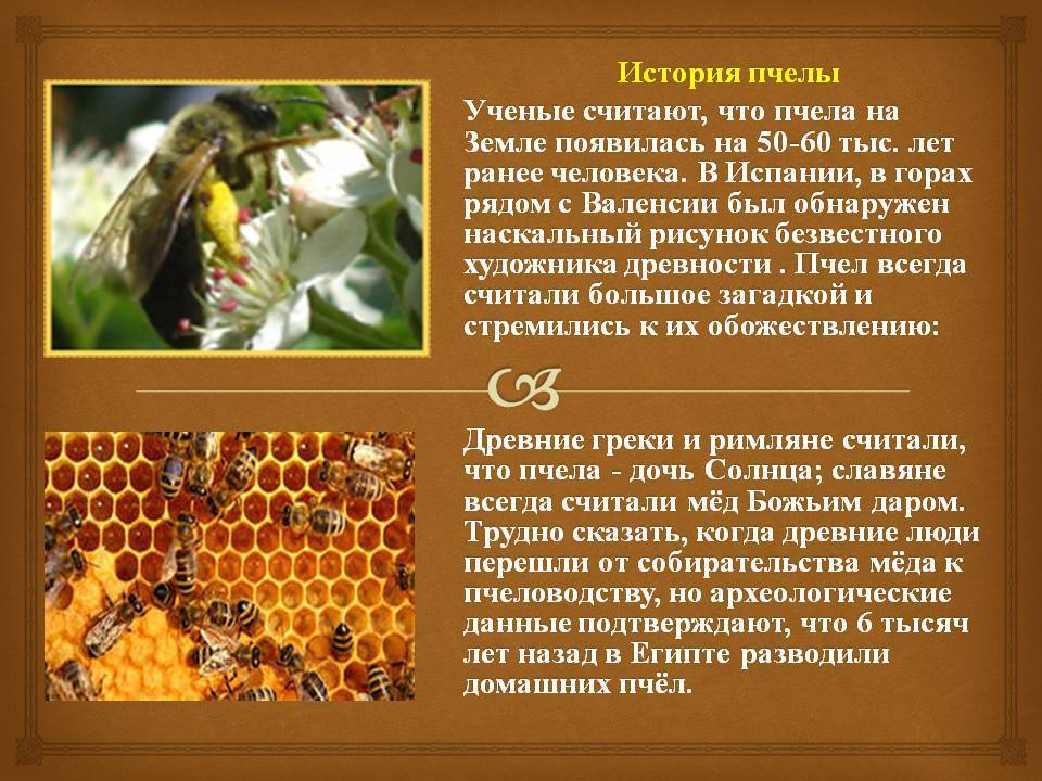Пчеловодство в россии: развитие, новые технологии, методы