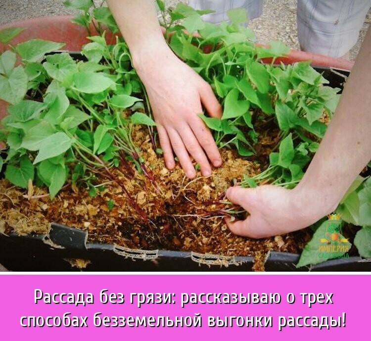 Японский способ выращивания огурцов в опилках: посадка и уход, как прорастить