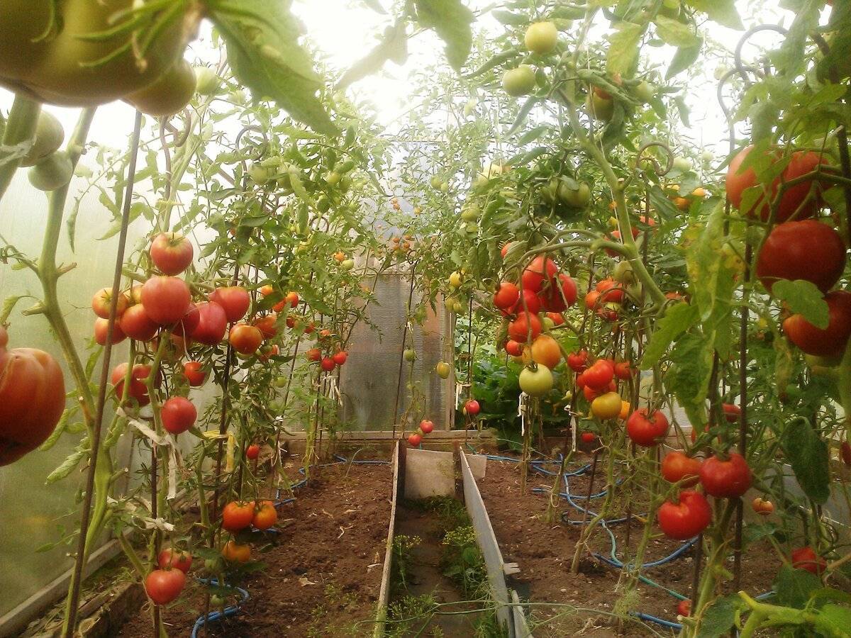 Как ухаживать за помидорами в теплице из поликарбоната после посадки, во время цветения и плодоношения