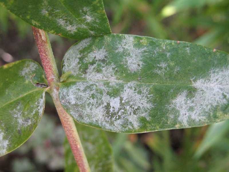 Мучнистая роса на мяте и иные болезни, поражающие растение, их признаки с фото и способы лечения