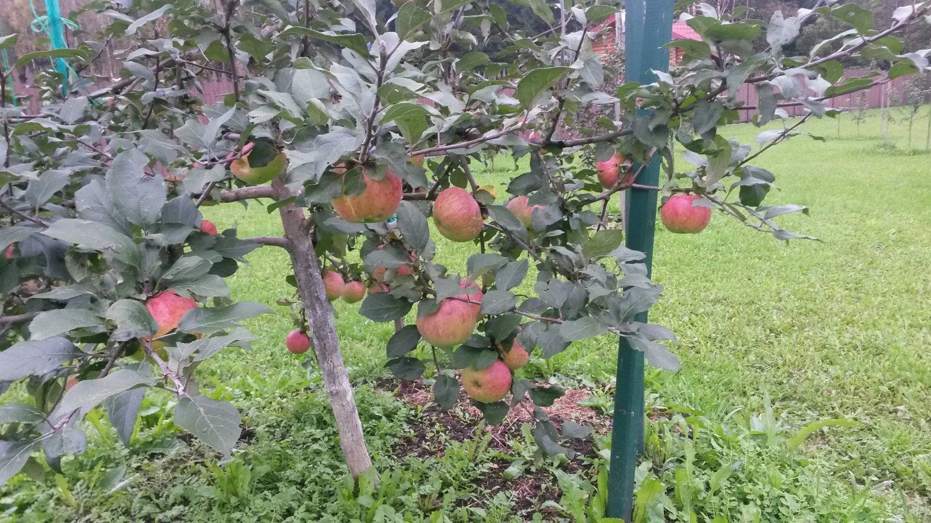 Описание сорта яблони чемпион: фото яблок, важные характеристики, урожайность с дерева