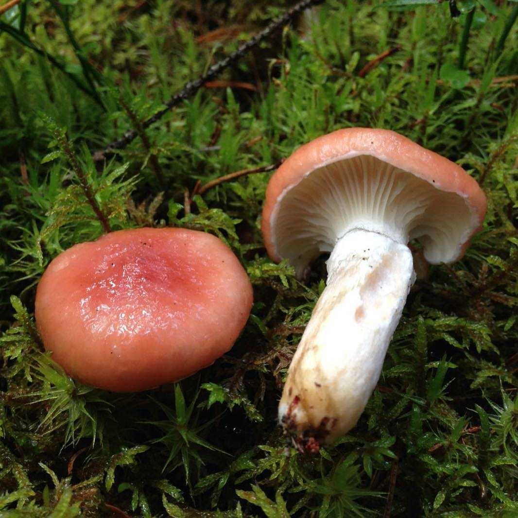 Мокруха пурпуровая — описание, где растет, ядовитость гриба