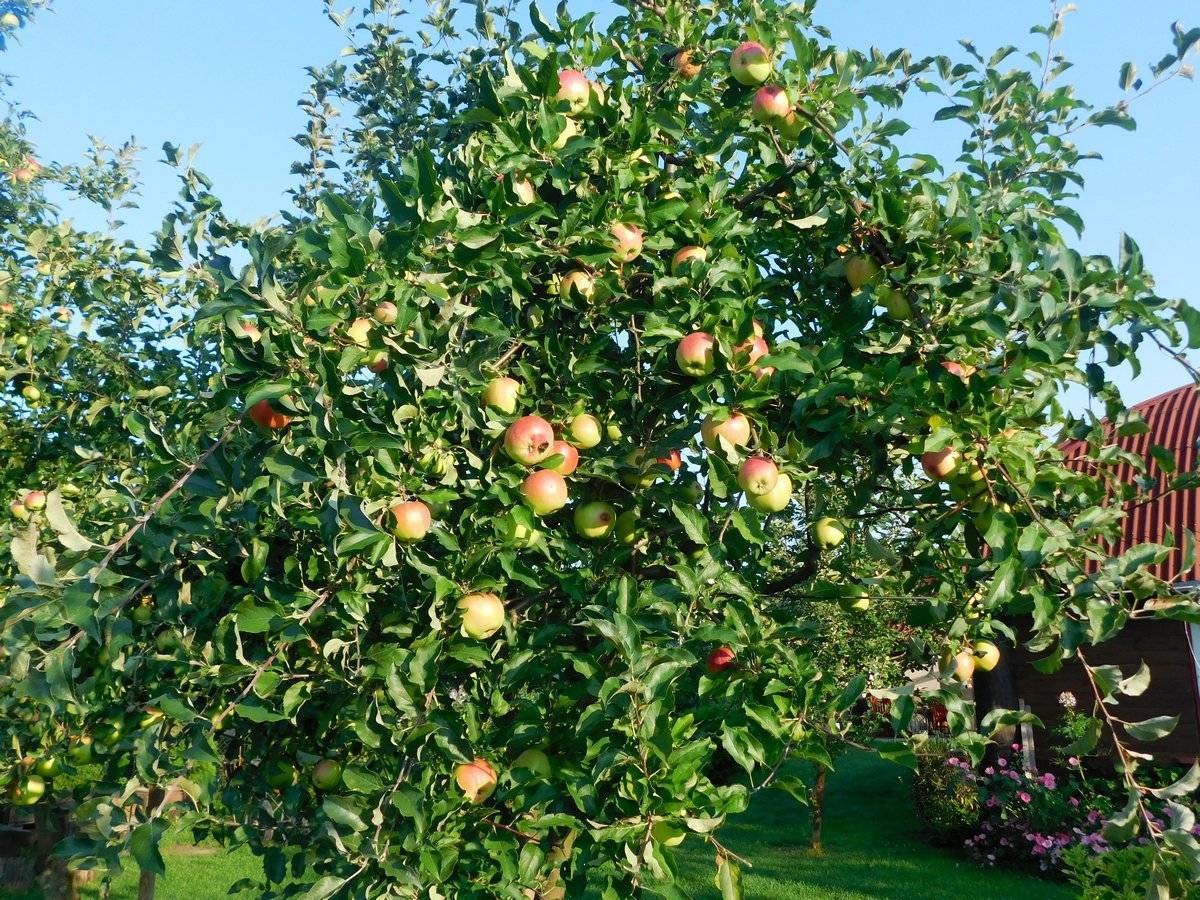 Карликовые яблони сорта - обрезка весной, высота и плодоношение, посадка