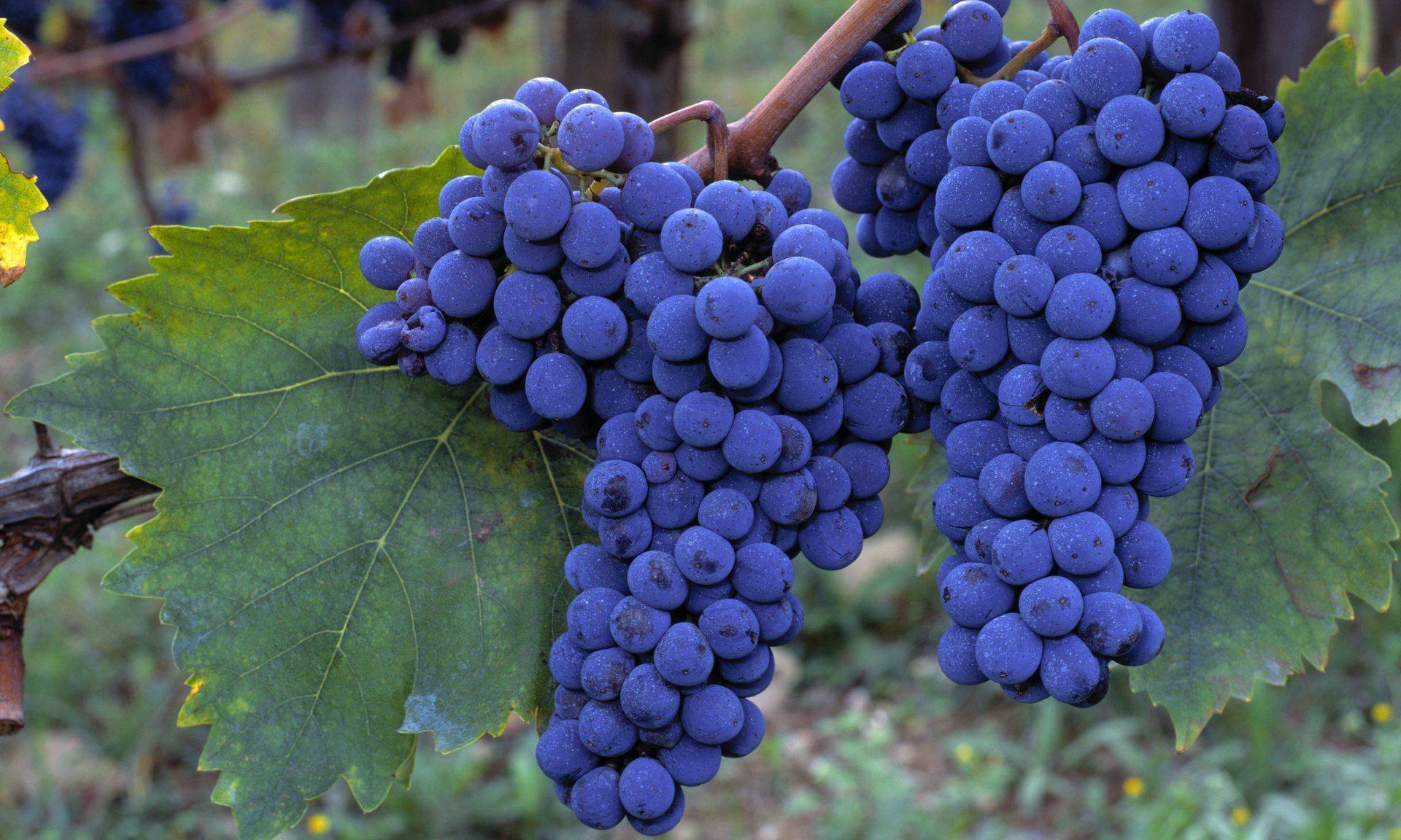 Санджовезе, сорт винограда: его описание и характеристики, выращивание и уход | сортовед