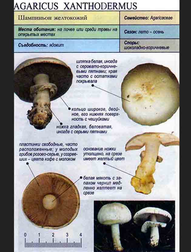 Как узнать съедобный гриб или нет: проверенные методы