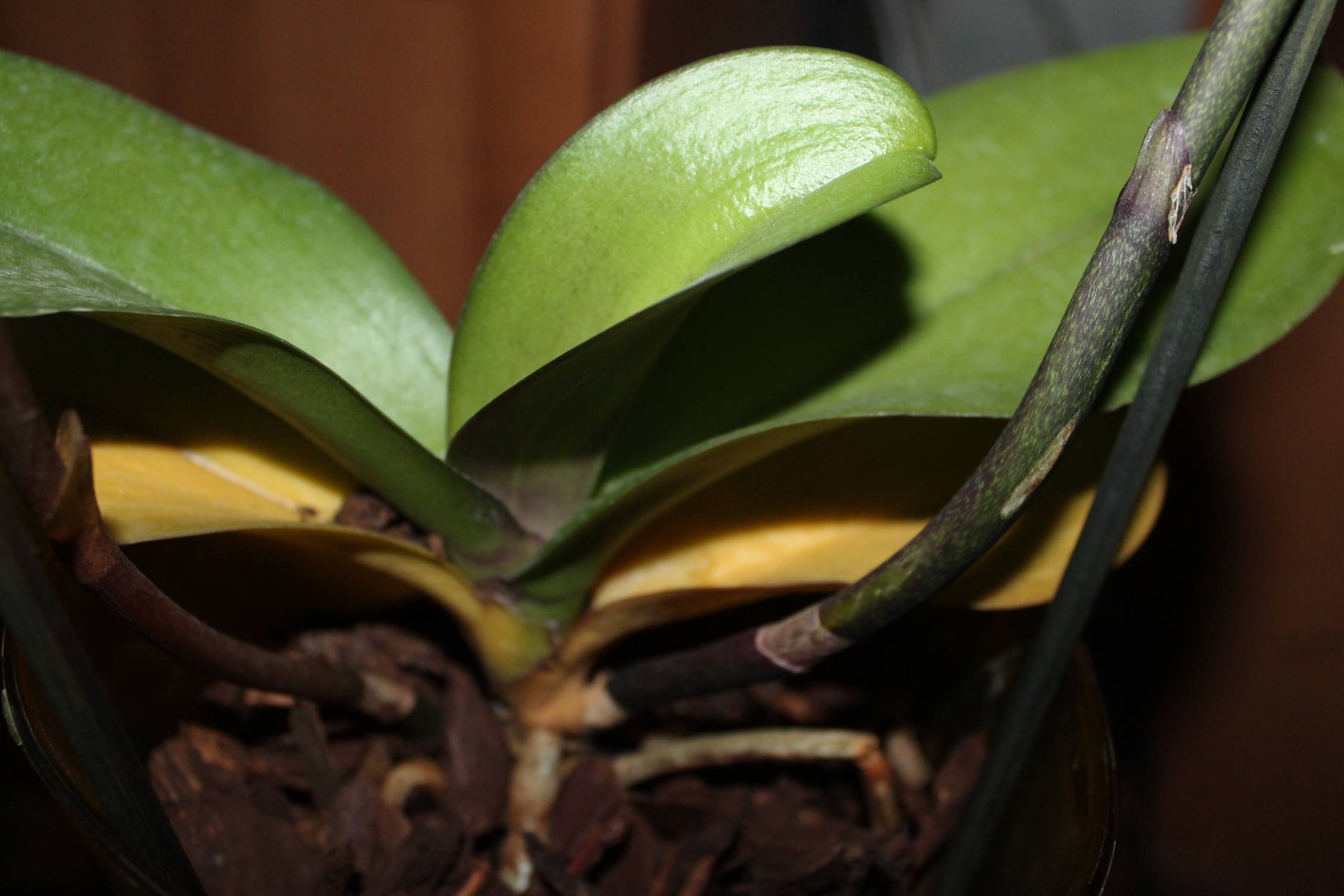 Почему у орхидеи желтеют листья: что делать, способы лечения