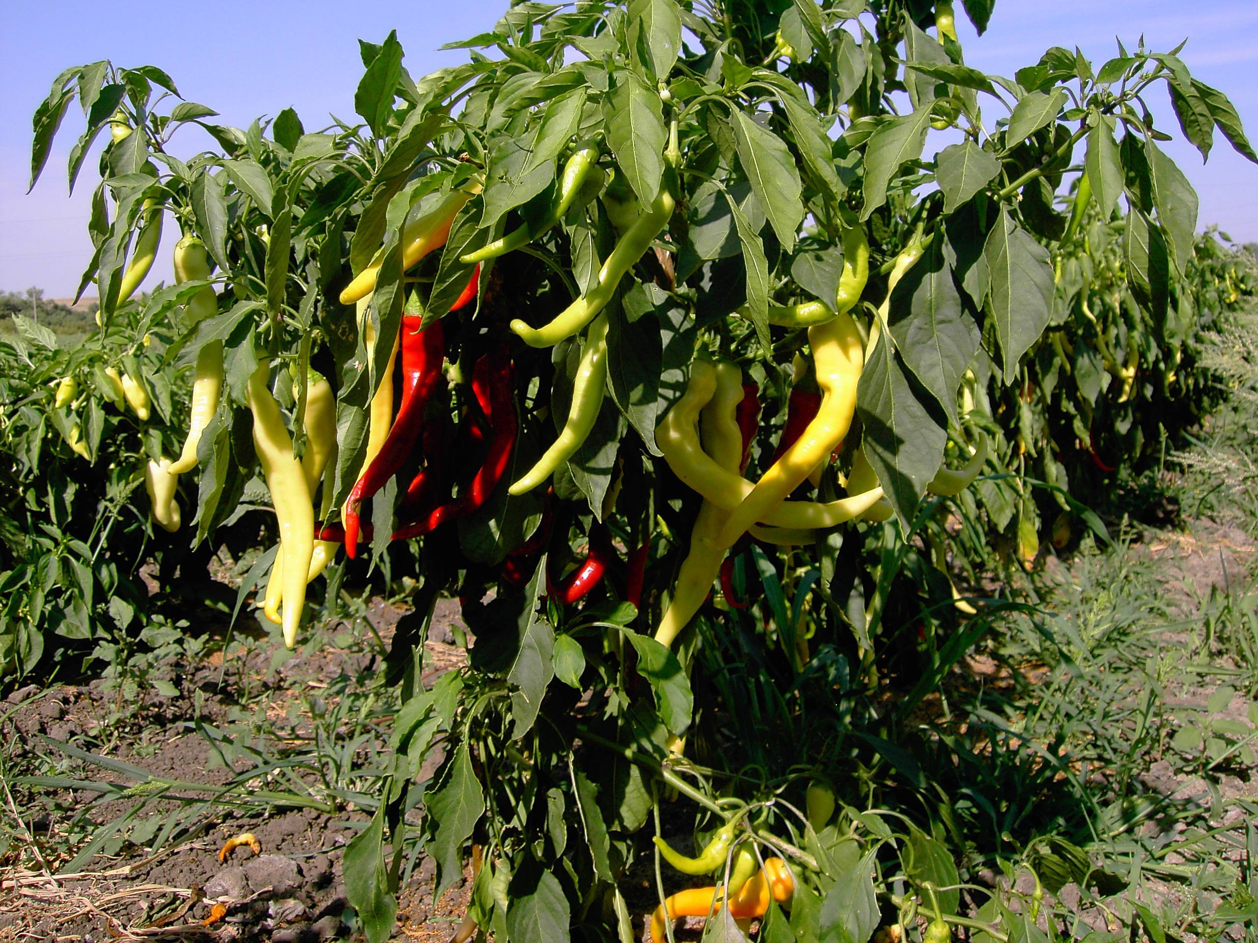 Выращивание и уход за горьким перцем в открытом грунте, формирование и сбор урожая