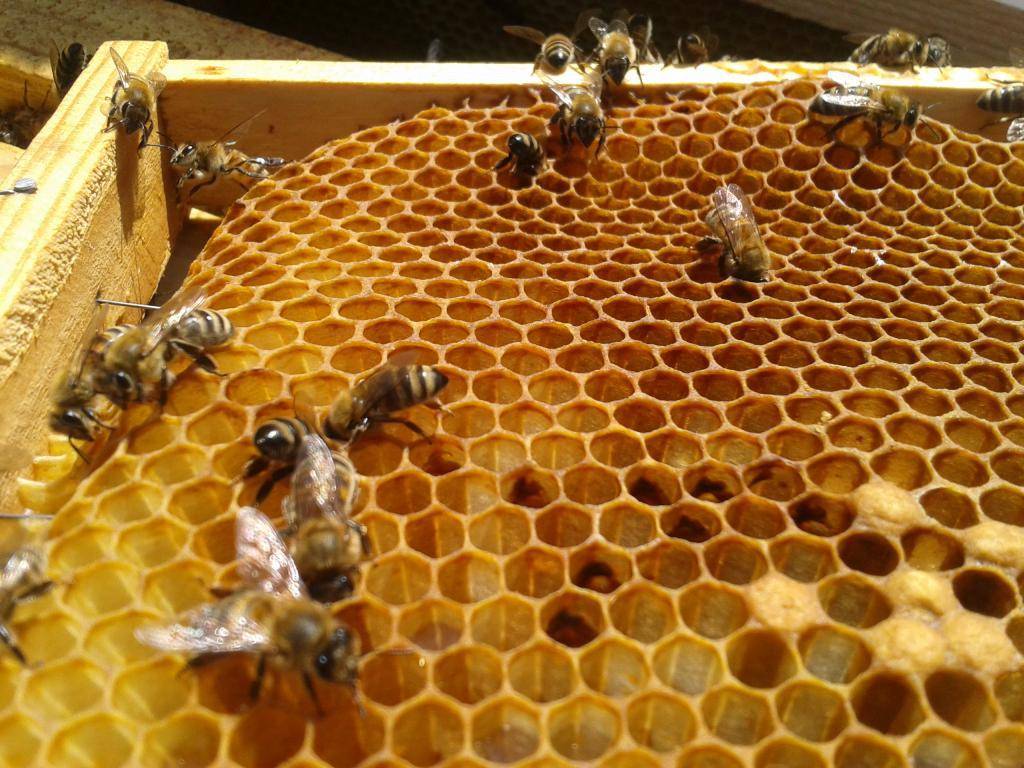 Лечение пчел от гнильца, дозы лекарств