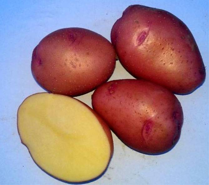 Описание сорта картофель розара – характеристика, отзывы огородников, вкусовые качества