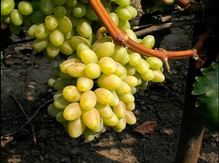 Виноград столетие: описание сорта, посадка и уход, размножение, отзывы с фото