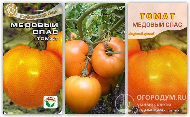 Томат "медовый спас": характеристика и описание сорта, урожайность, отзывы, фото
