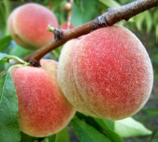 Описание и характеристики 45 лучших видов персиков, правила выращивания