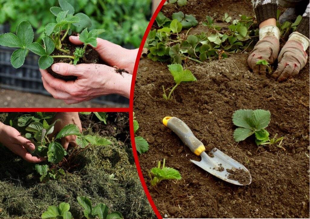 Как пересадить клубнику весной на другое место: советы начинающим садоводам