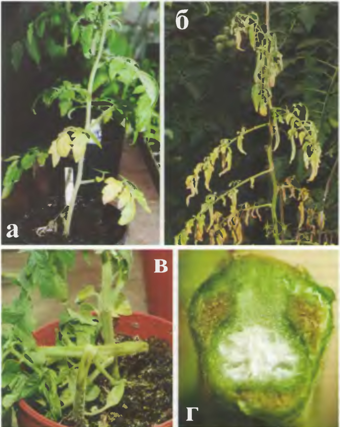Фузариоз томатов: фото, описание и лечение