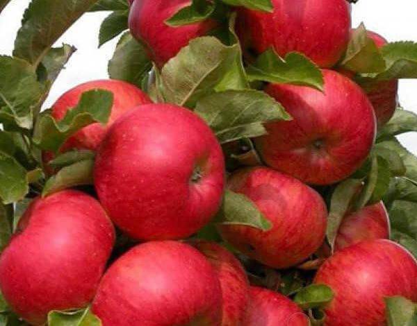Описание сорта яблони вэм желтый: фото яблок, важные характеристики, урожайность с дерева