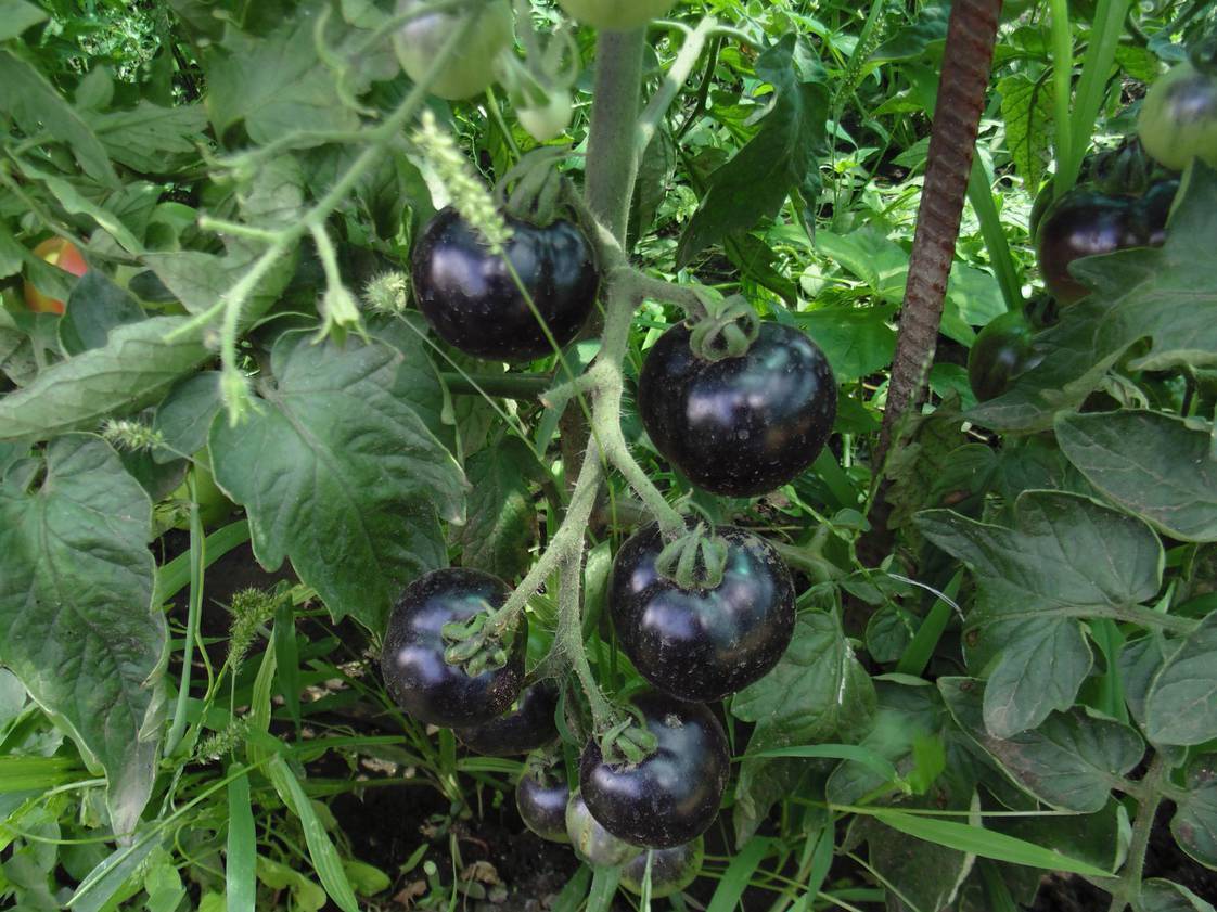 Черный красавец томат описание и фото
