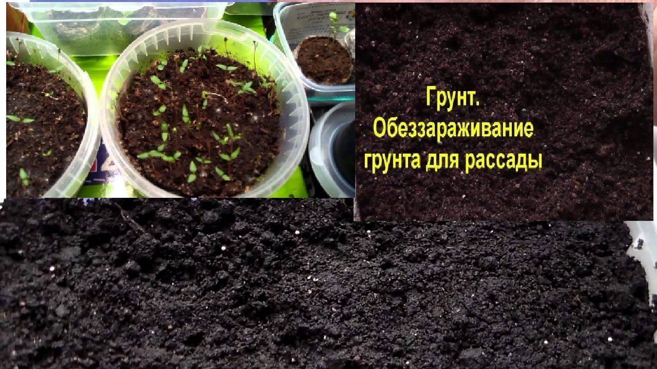 Как подготовить почву для посадки томатов в открытый грунт