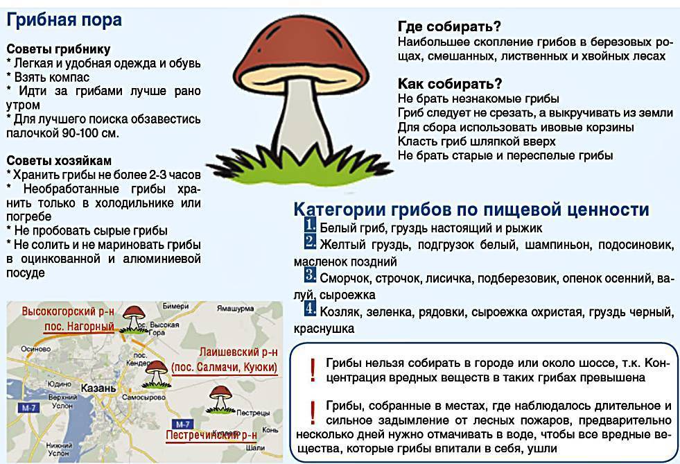 Грибы самарской области 2021: грибные места, карта на фото, форум